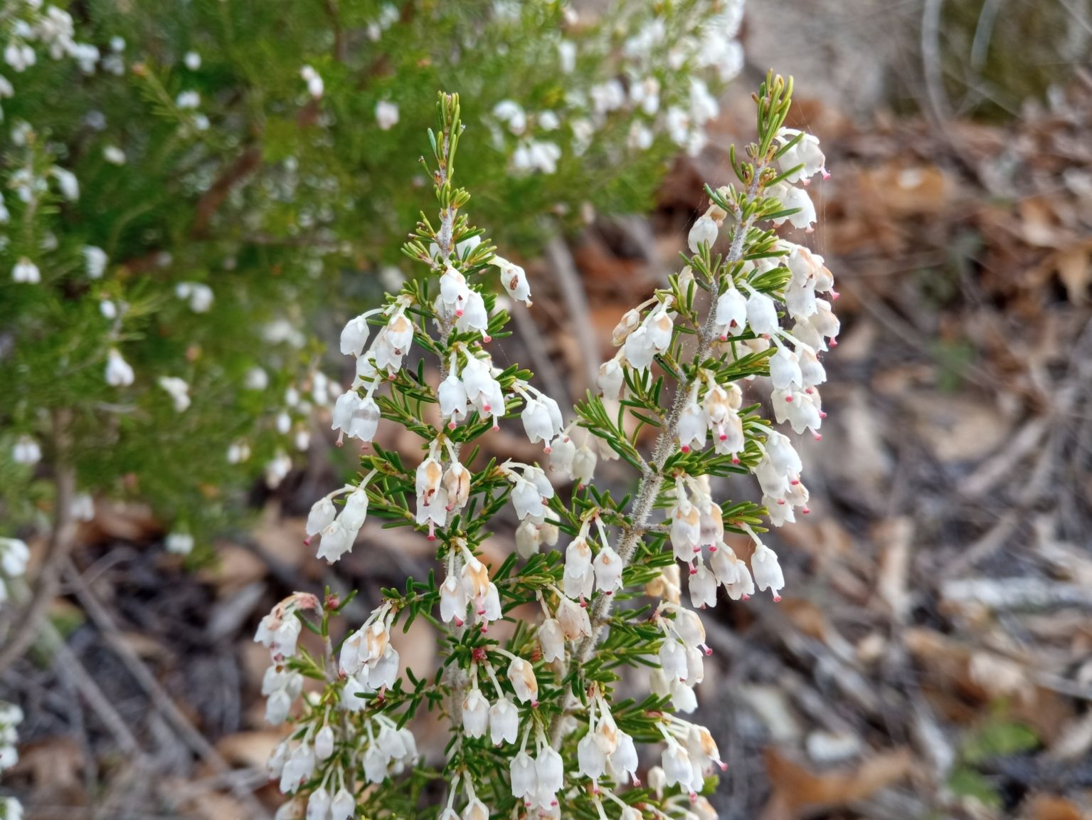 Erica arborea