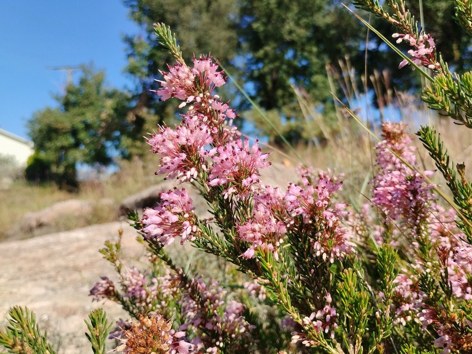 Erica multiflora