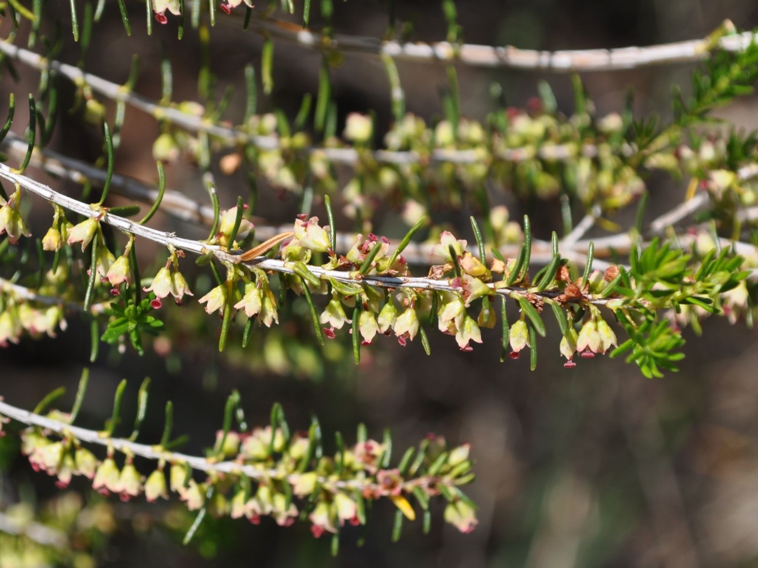 Erica scoparia scoparia