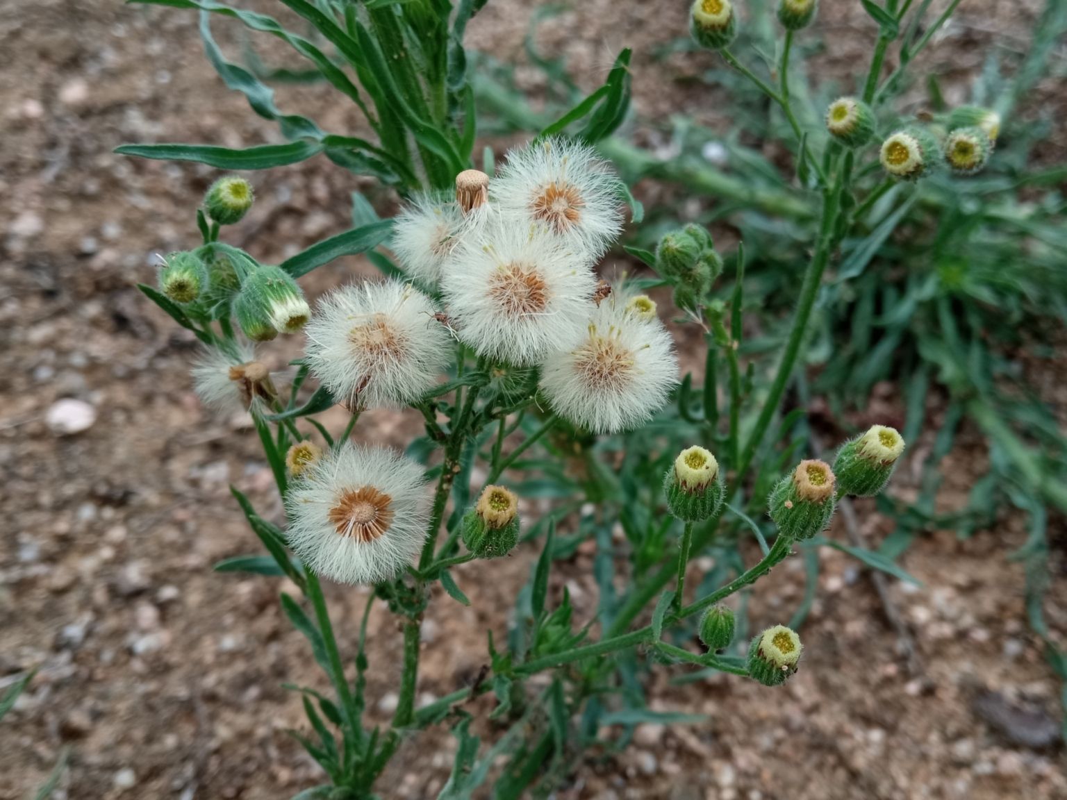 Erigeron bonariensis