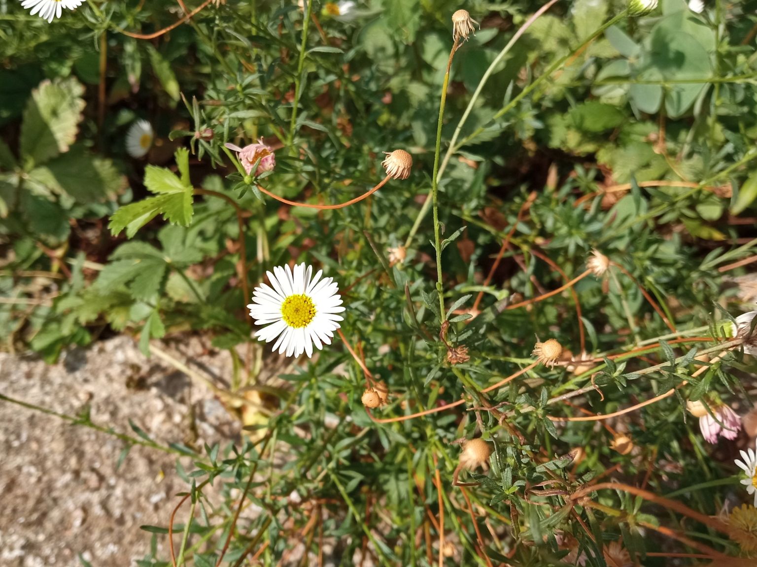 Erigeron karvinskianus