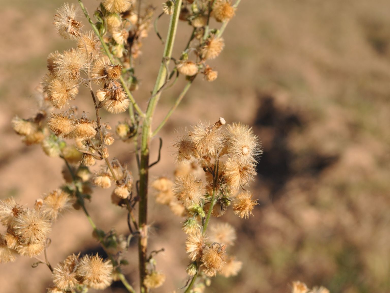 Erigeron sumatrensis