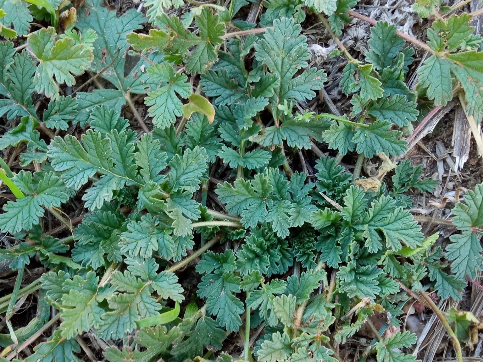 Erodium ciconium