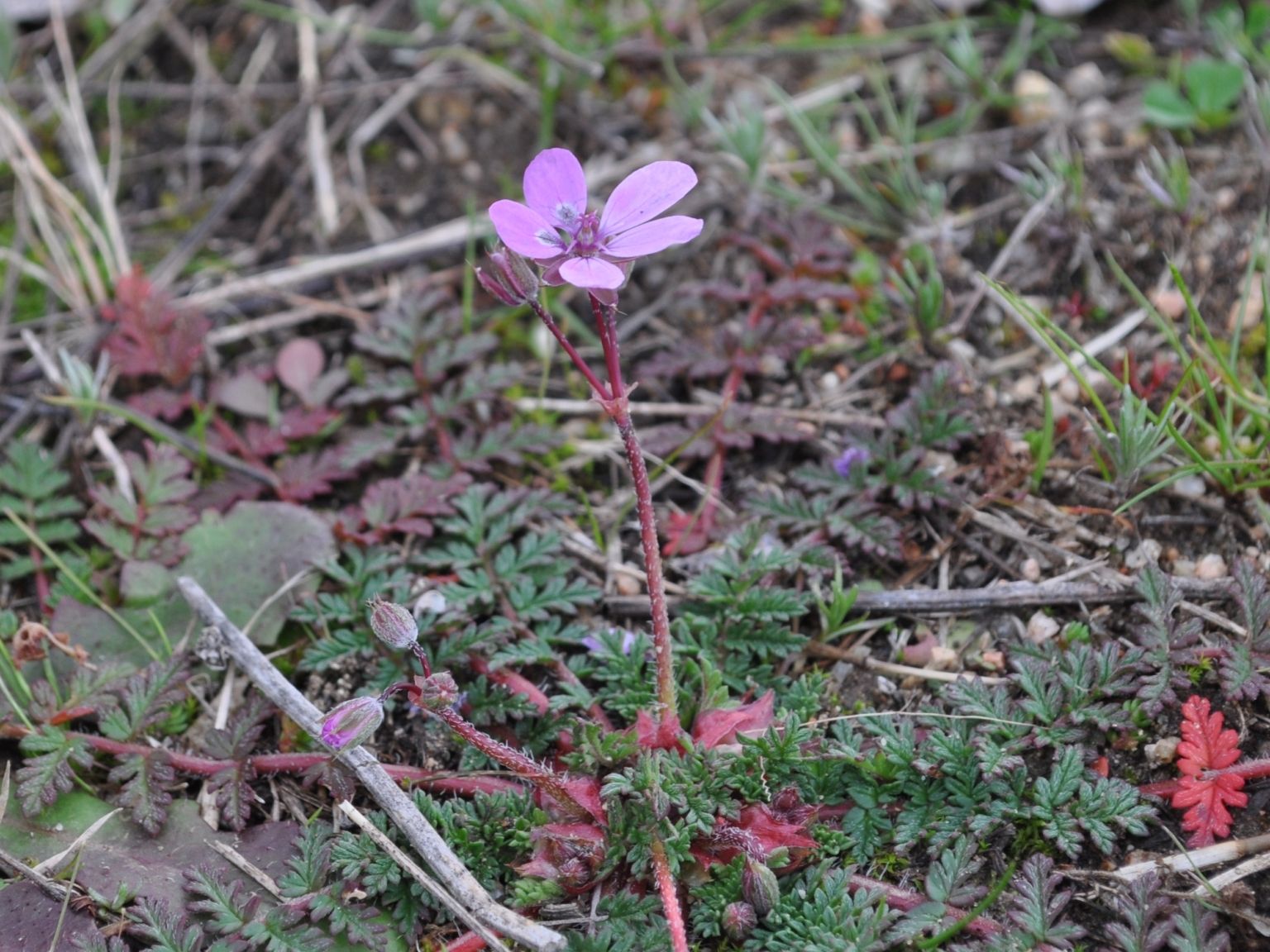 Erodium cicutarium
