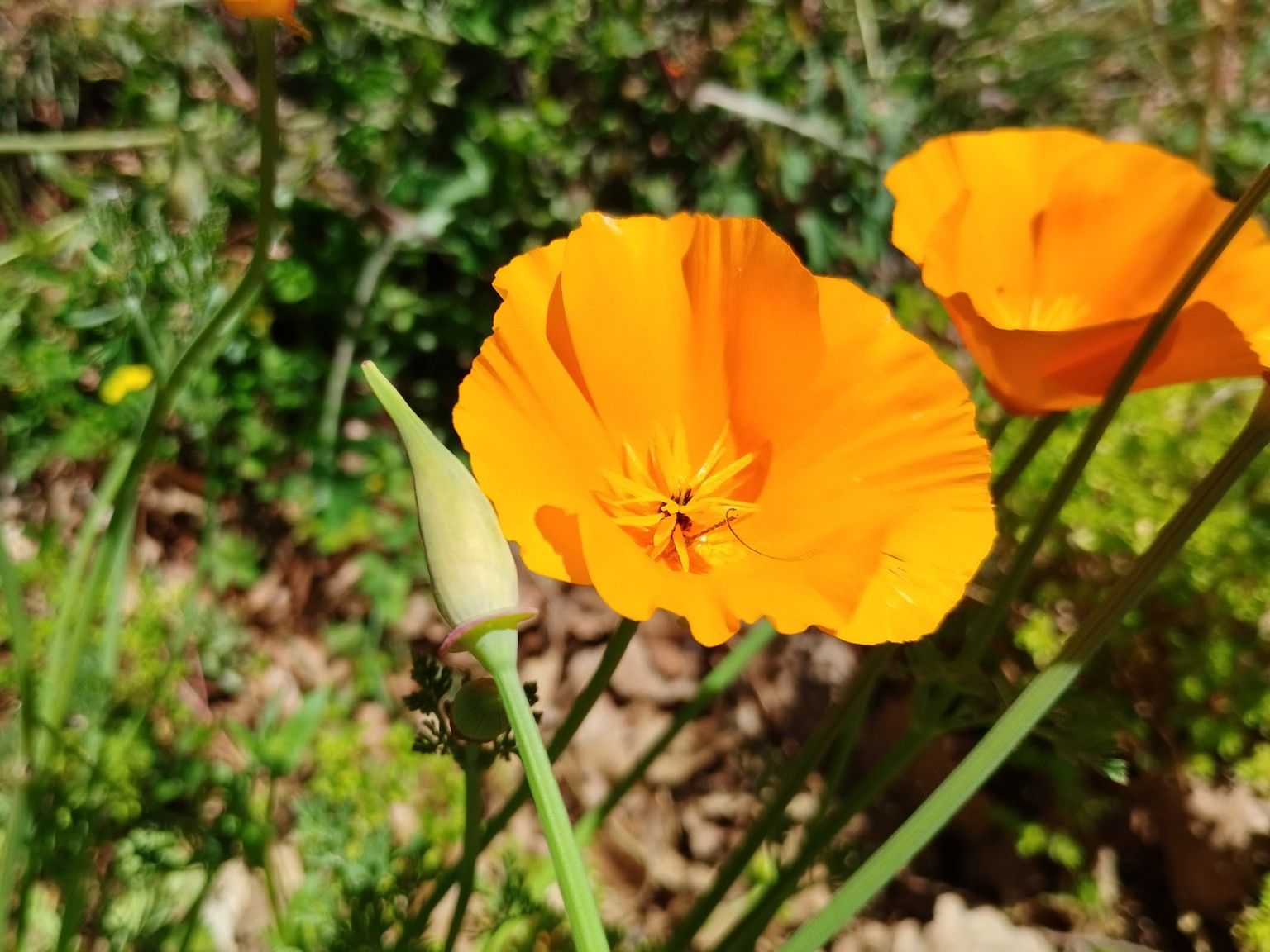 Eschscholzia californica