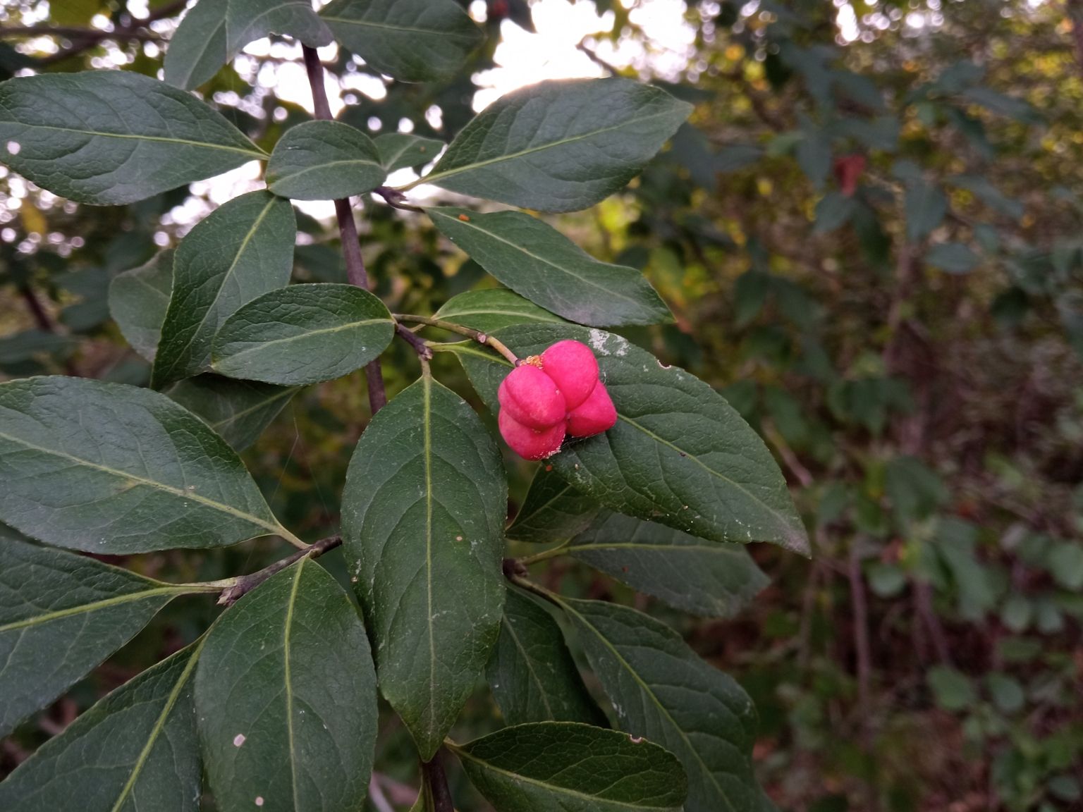 Euonymus europaeus