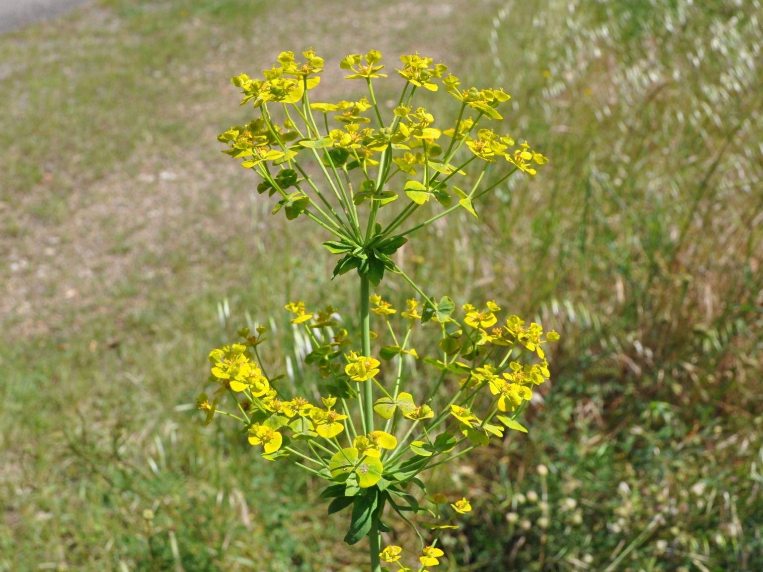 Euphorbia biumbellata