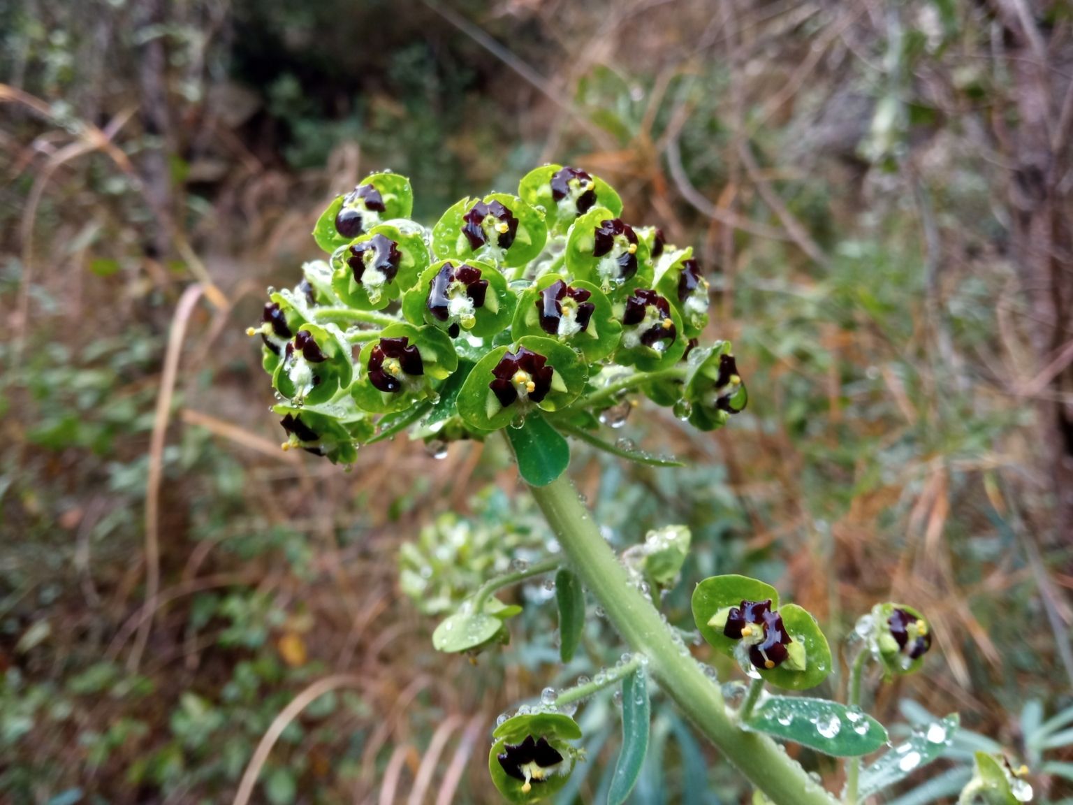 Euphorbia characias characias