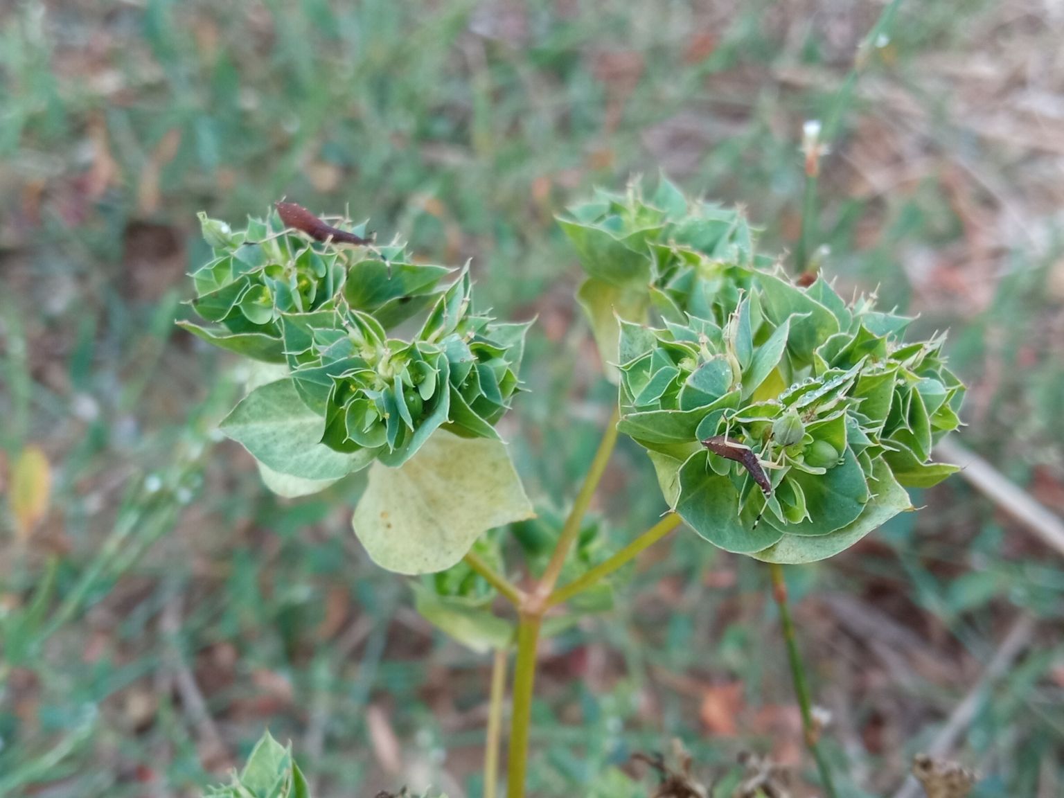 Euphorbia falcata falcata