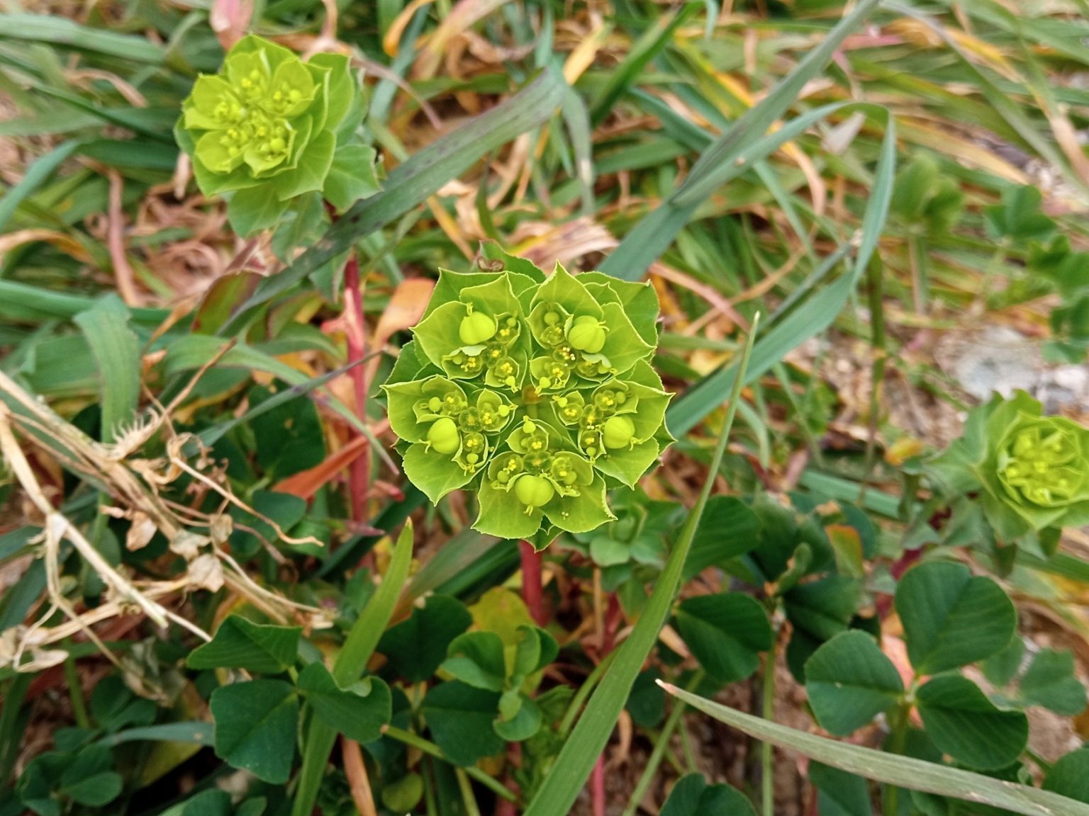Euphorbia helioscopia helioscopia