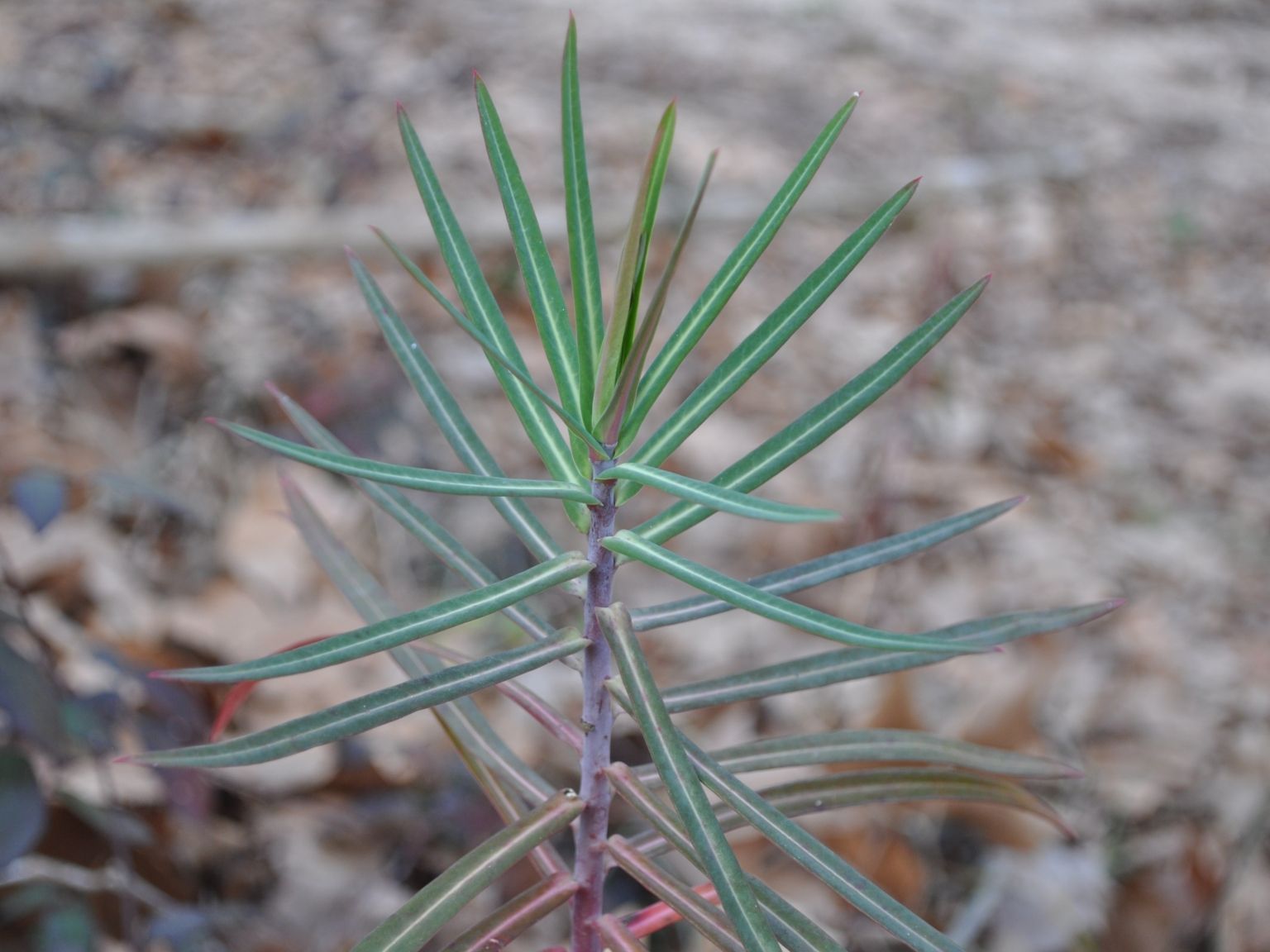 Euphorbia lathyris