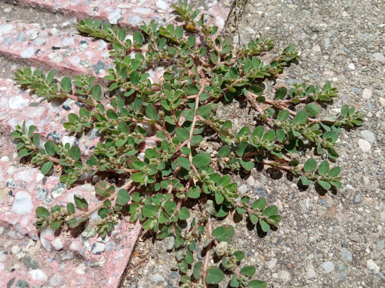 Euphorbia prostrata