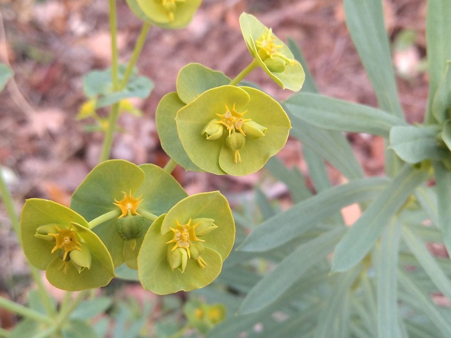 Euphorbia segetalis