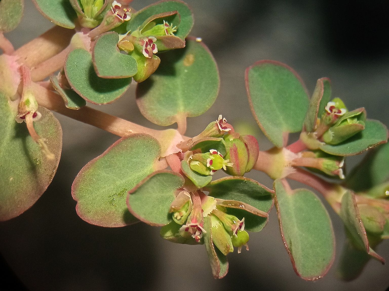 Euphorbia serpens
