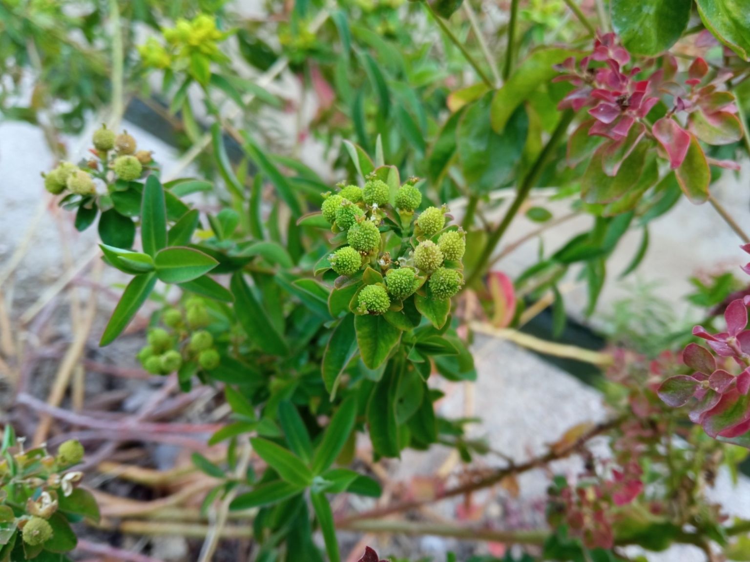 Euphorbia verrucosa