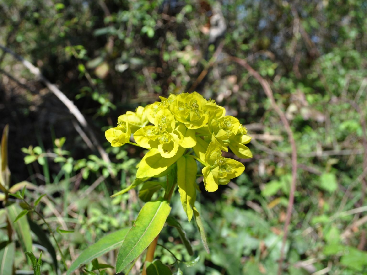 Euphorbia villosa