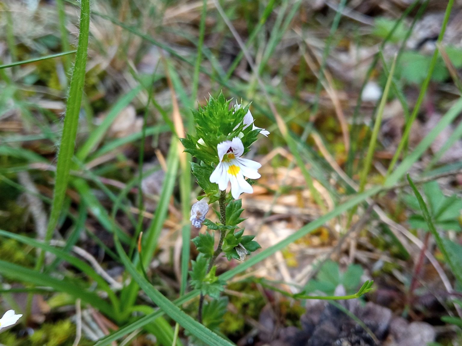 Euphrasia pectinata