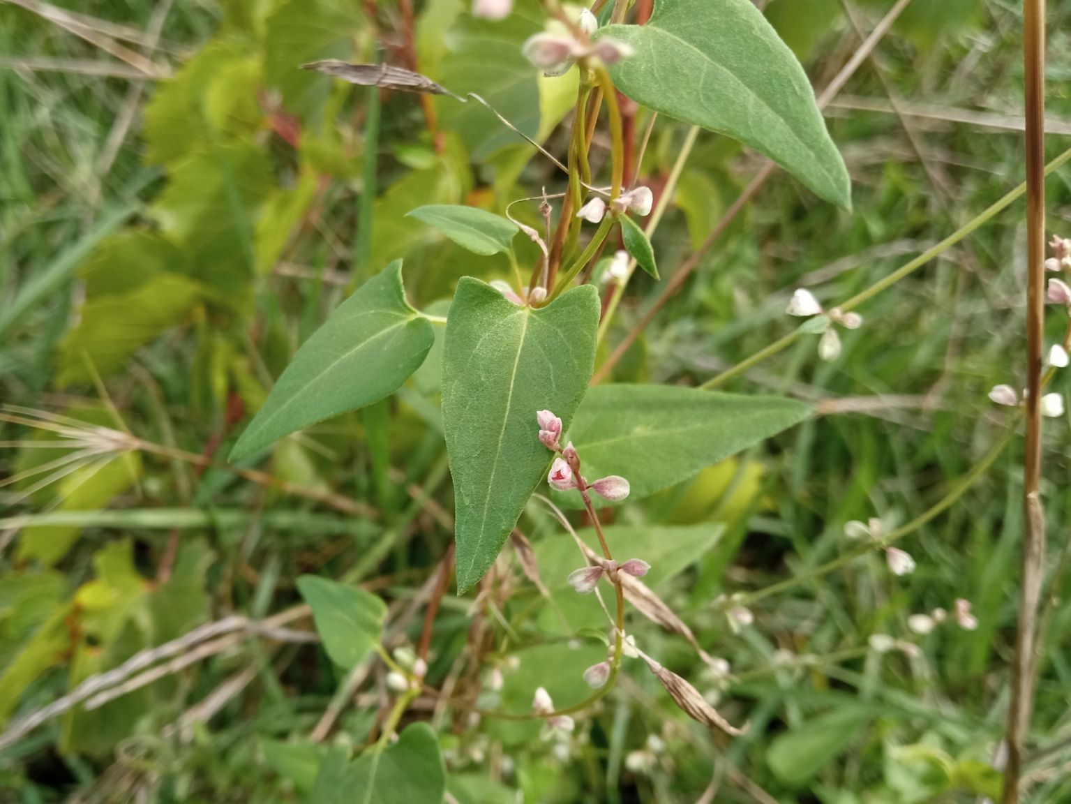 Fallopia convolvulus