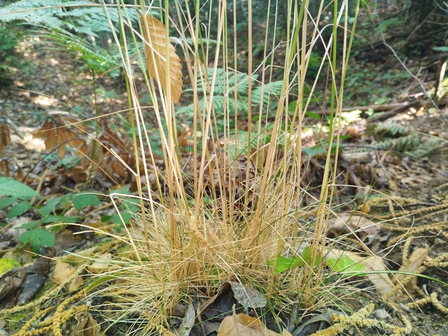 Festuca heterophylla heterophylla