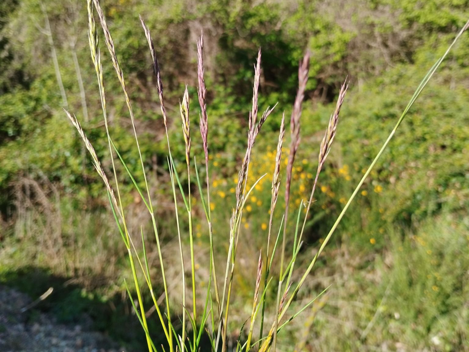 Festuca lambinonii