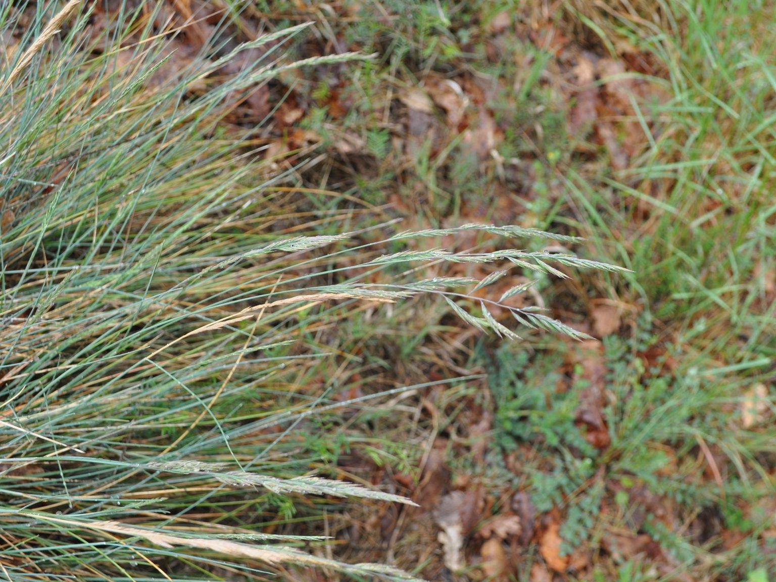 Festuca ovina