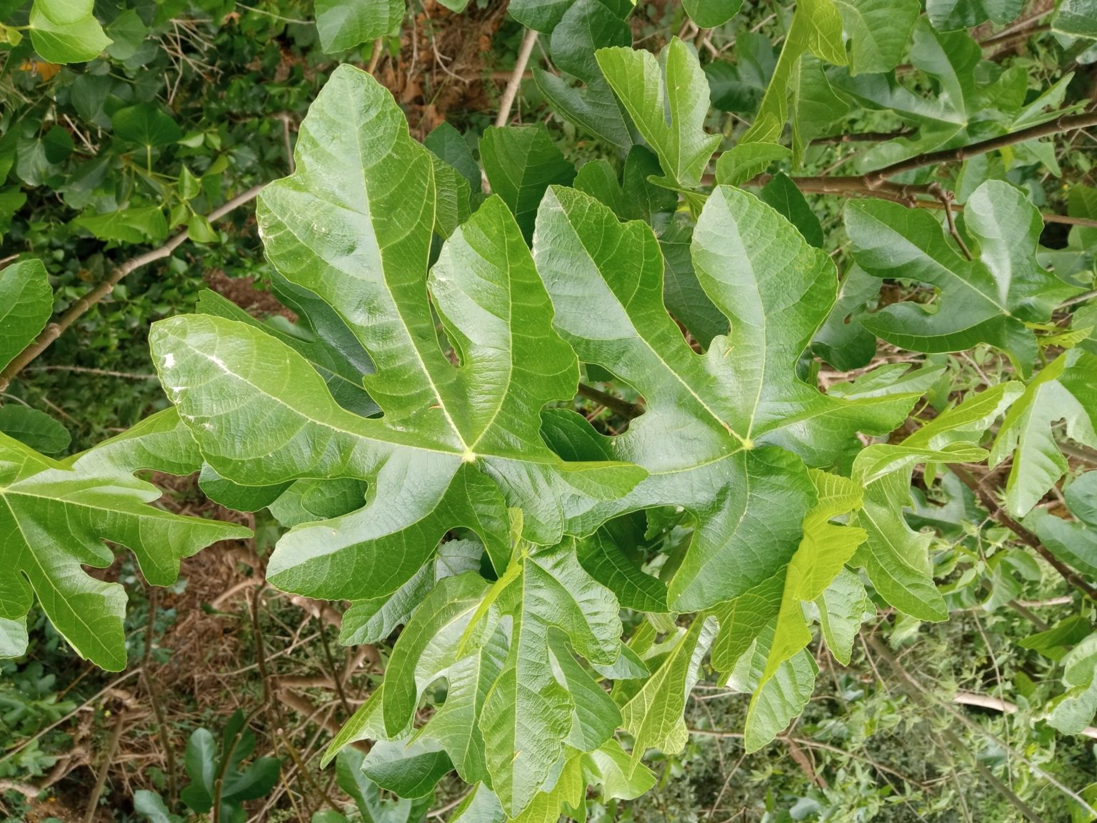 Ficus carica