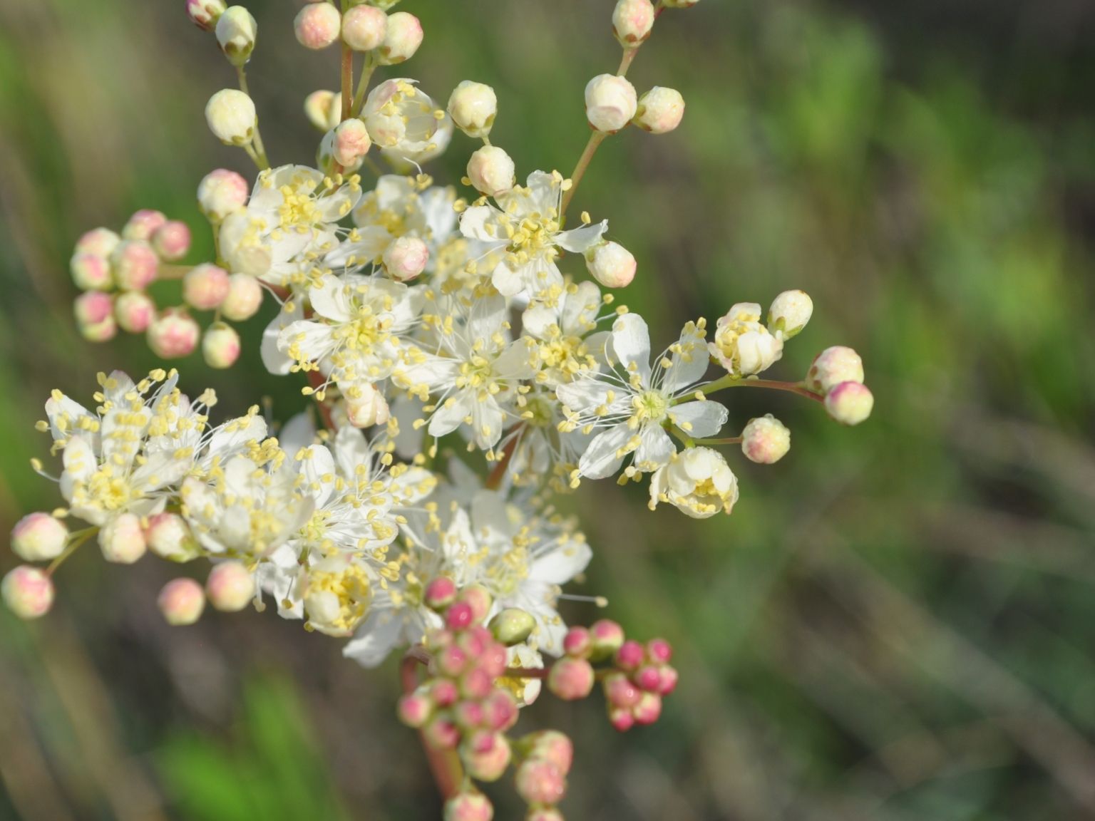 Filipendula vulgaris