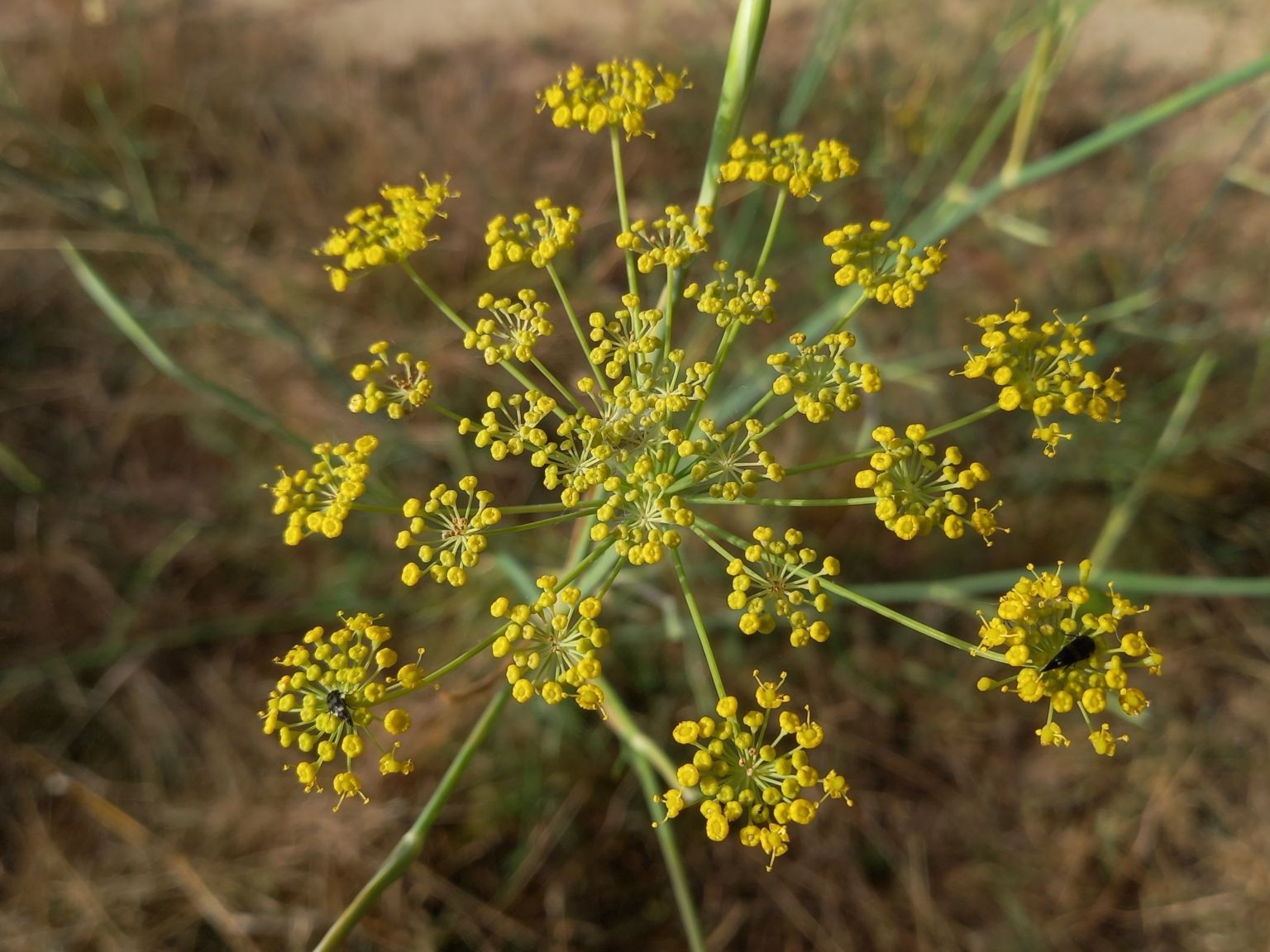 Foeniculum vulgare