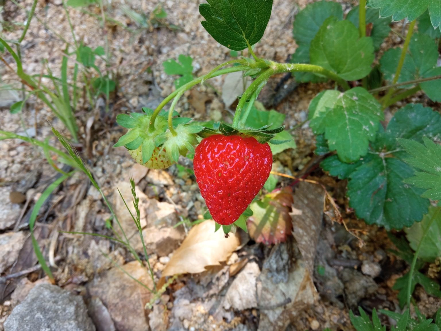 Fragaria ×ananassa