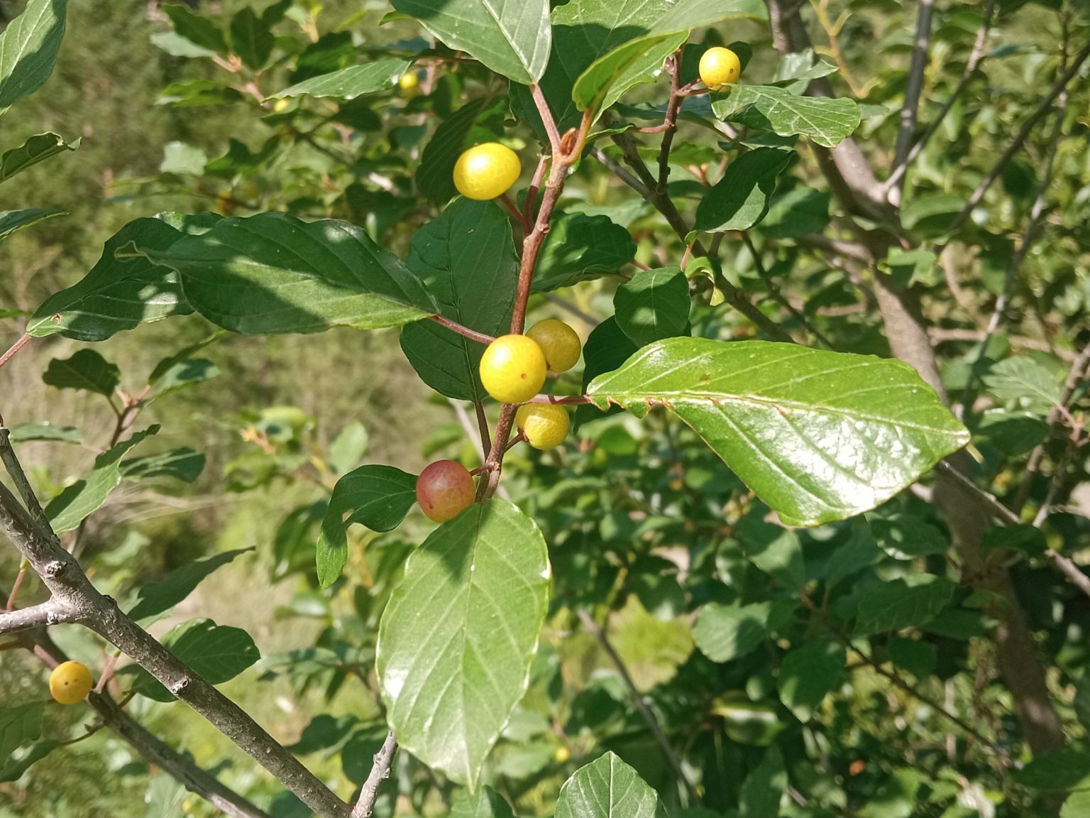 Frangula alnus alnus