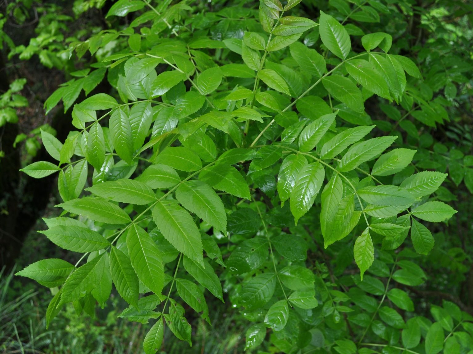 Fraxinus excelsior excelsior