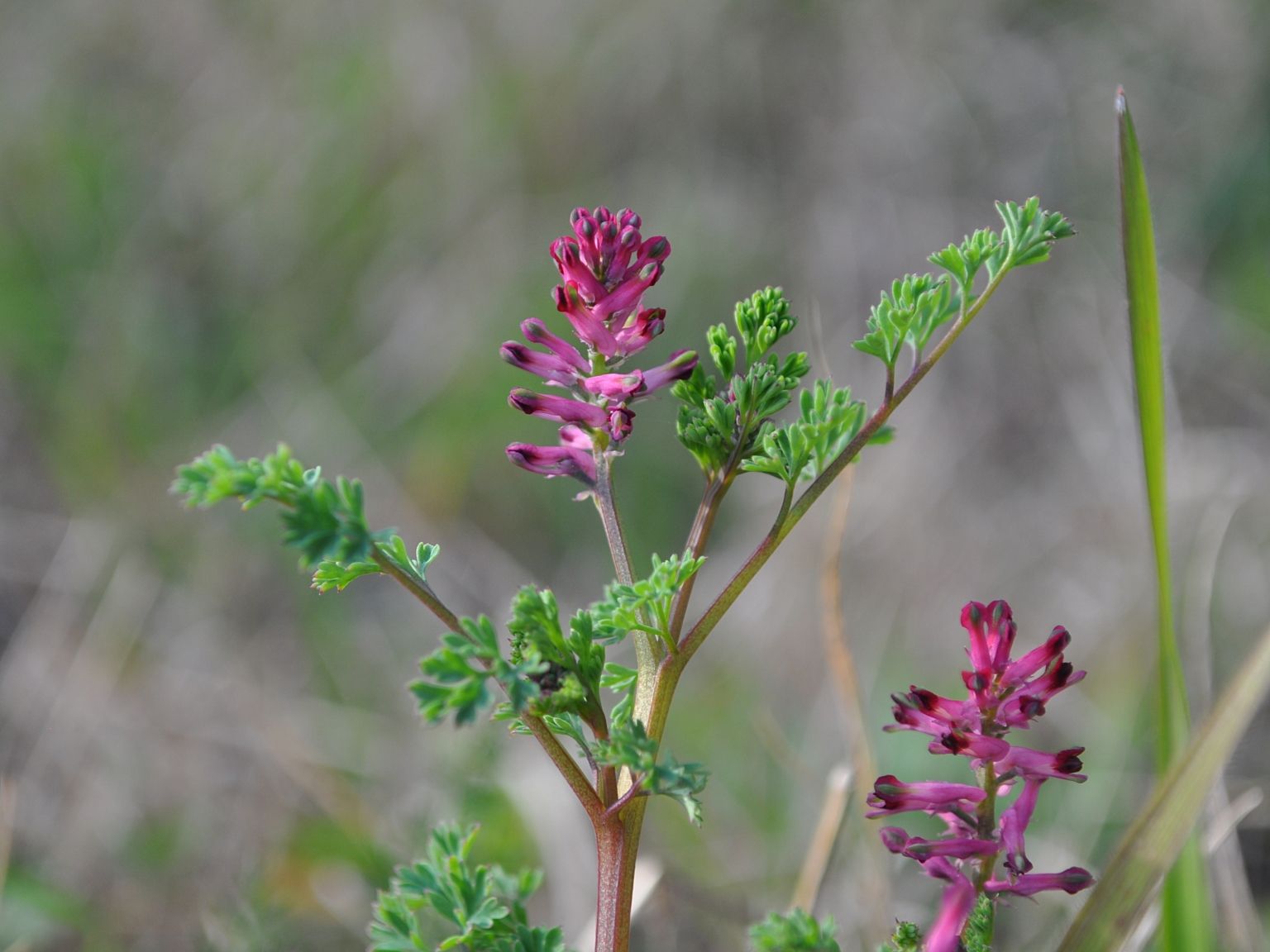 Fumaria officinalis