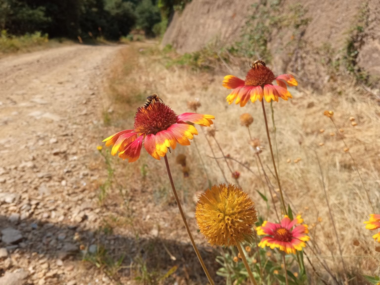Gaillardia ×grandiflora