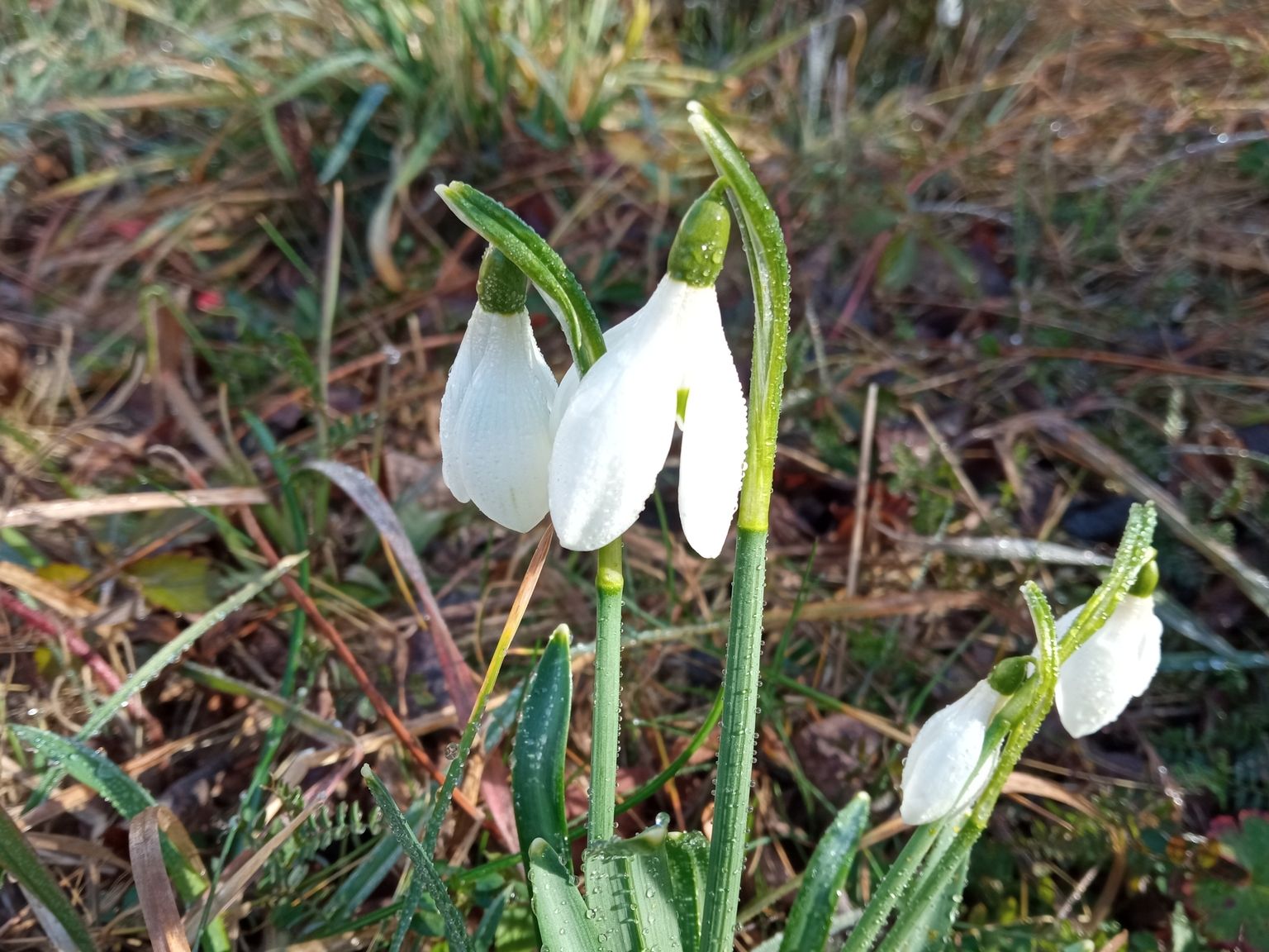 Galanthus nivalis