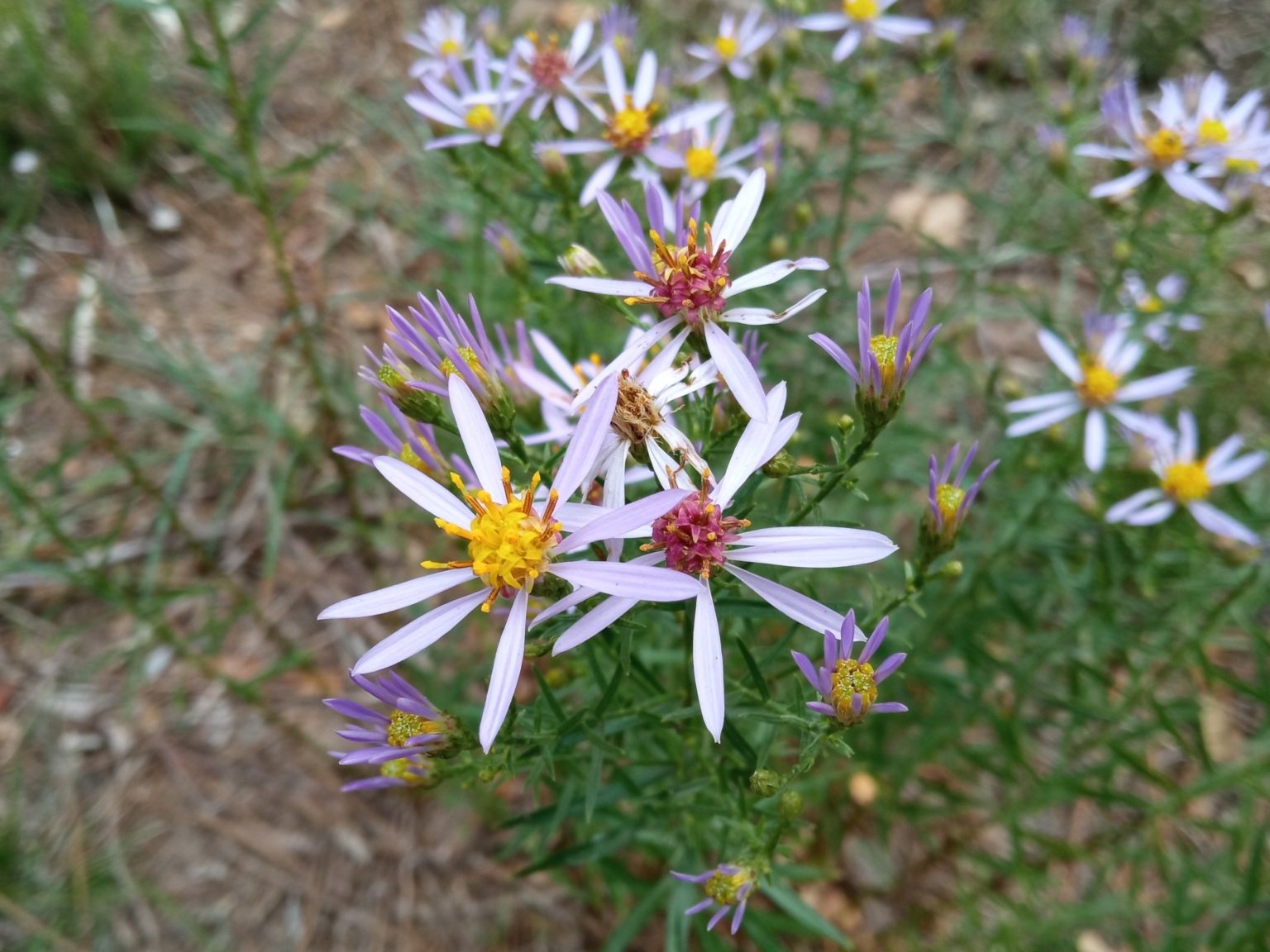 Galatella sedifolia