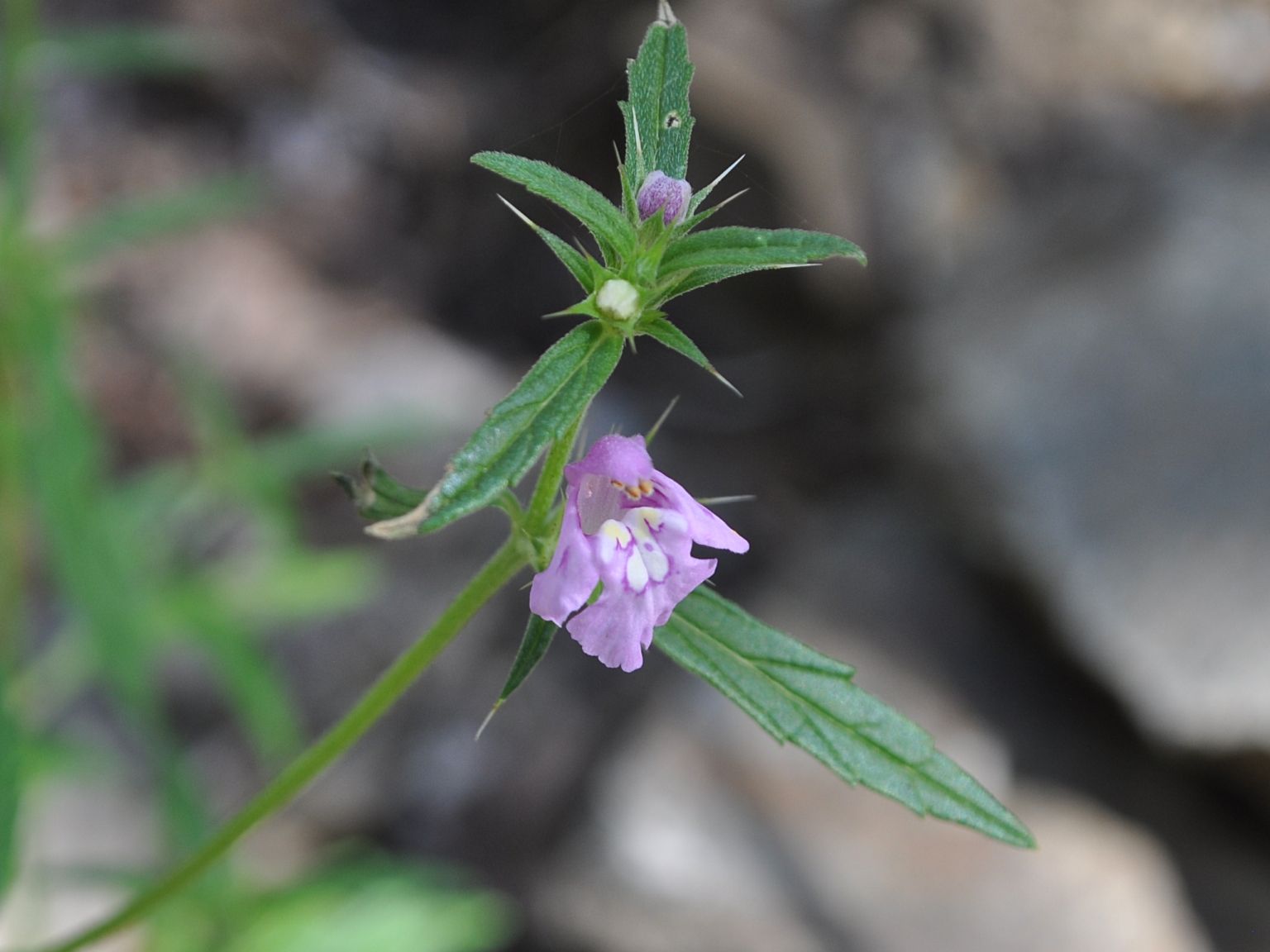Galeopsis angustifolia