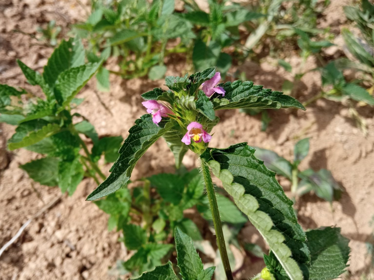 Galeopsis tetrahit tetrahit