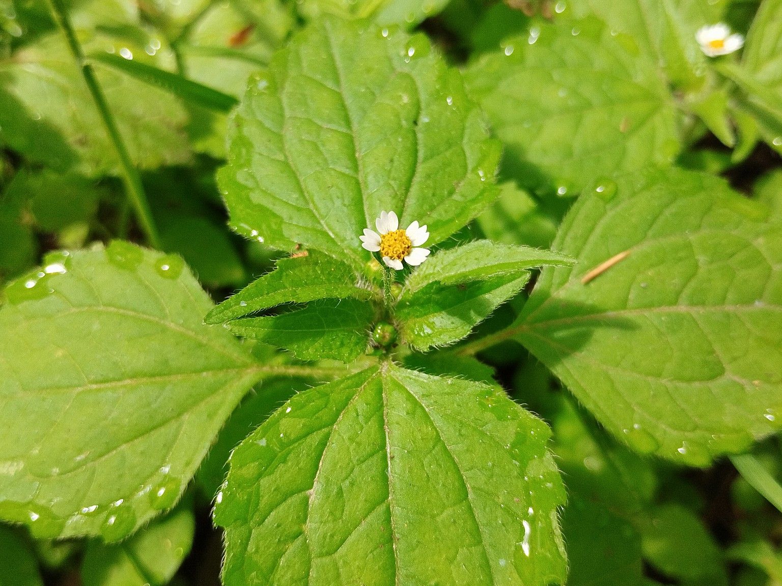 Galinsoga quadriradiata