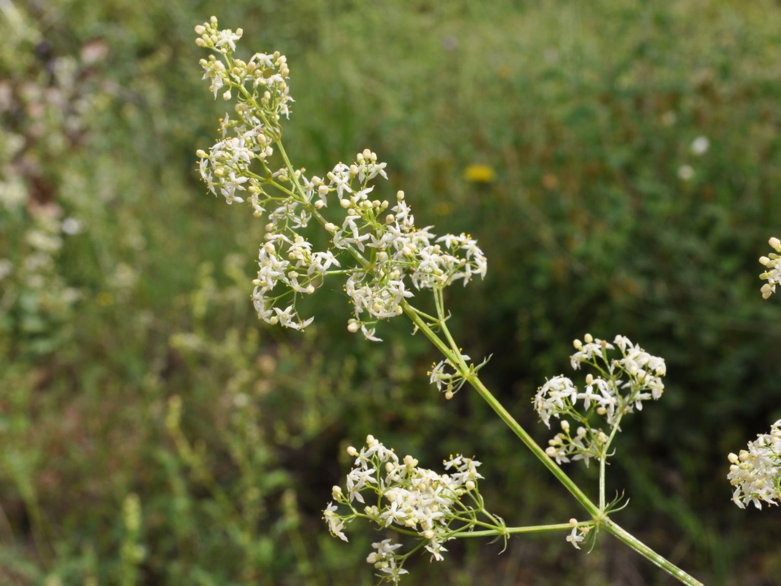 Galium lucidum lucidum