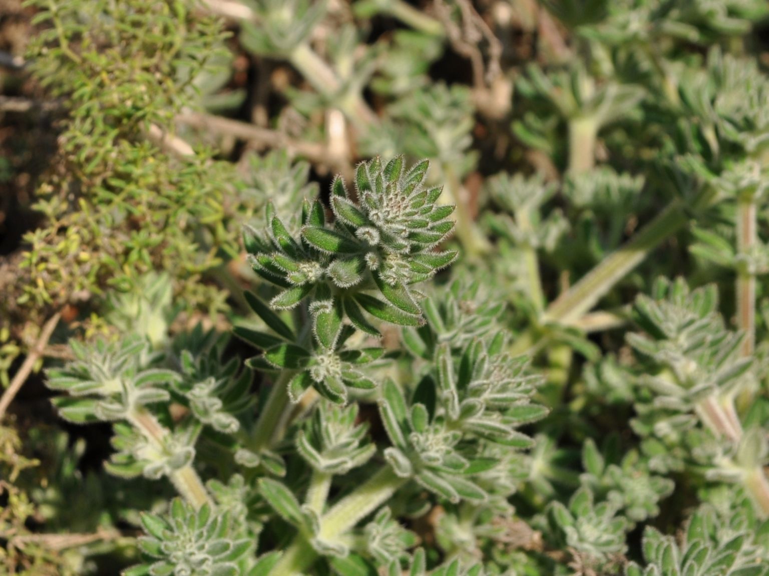 Galium maritimum