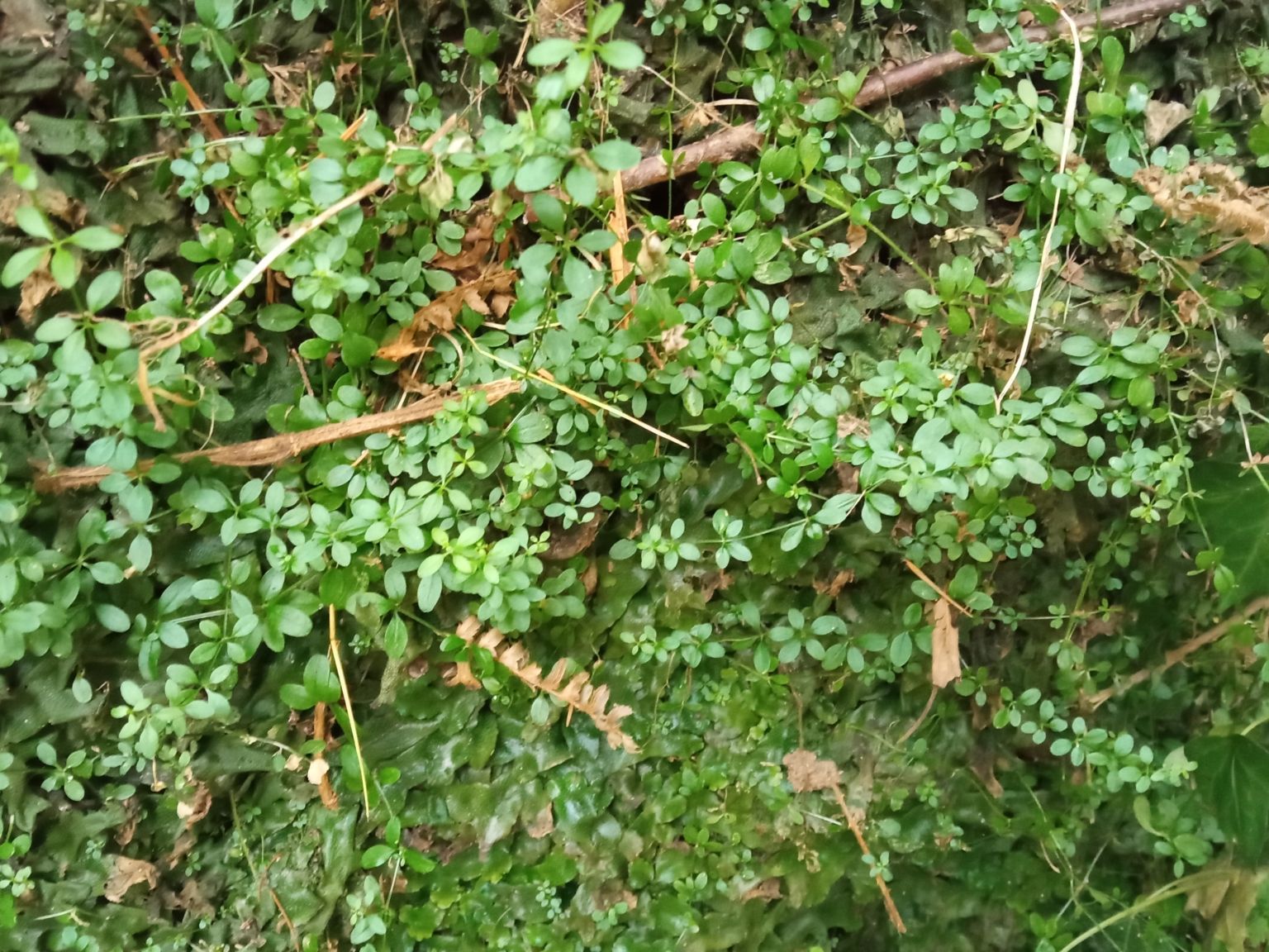 Galium palustre