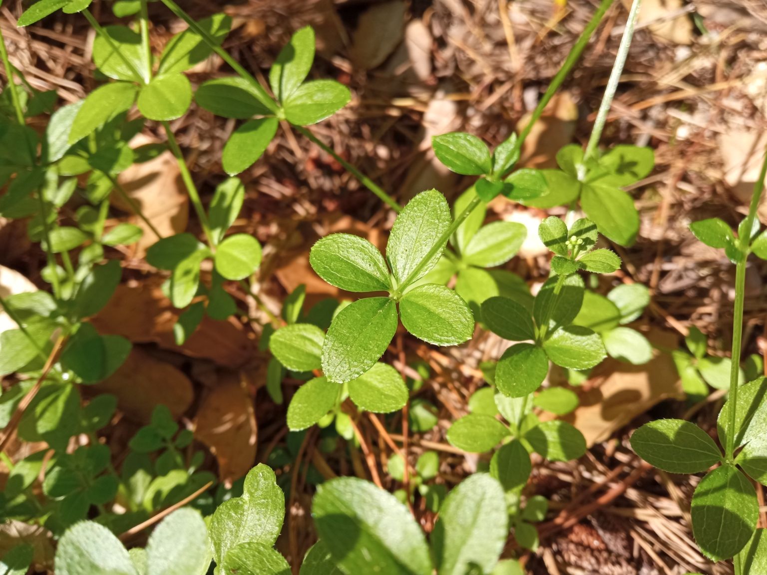 Galium rotundifolium