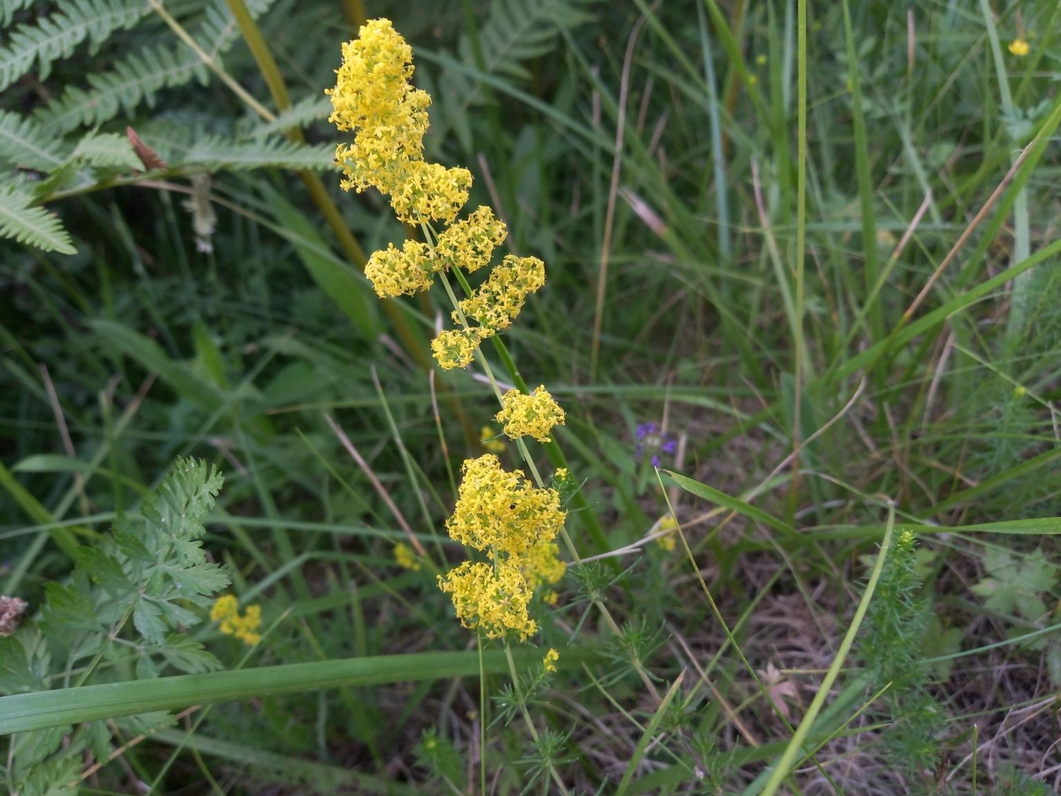 Galium verum verum