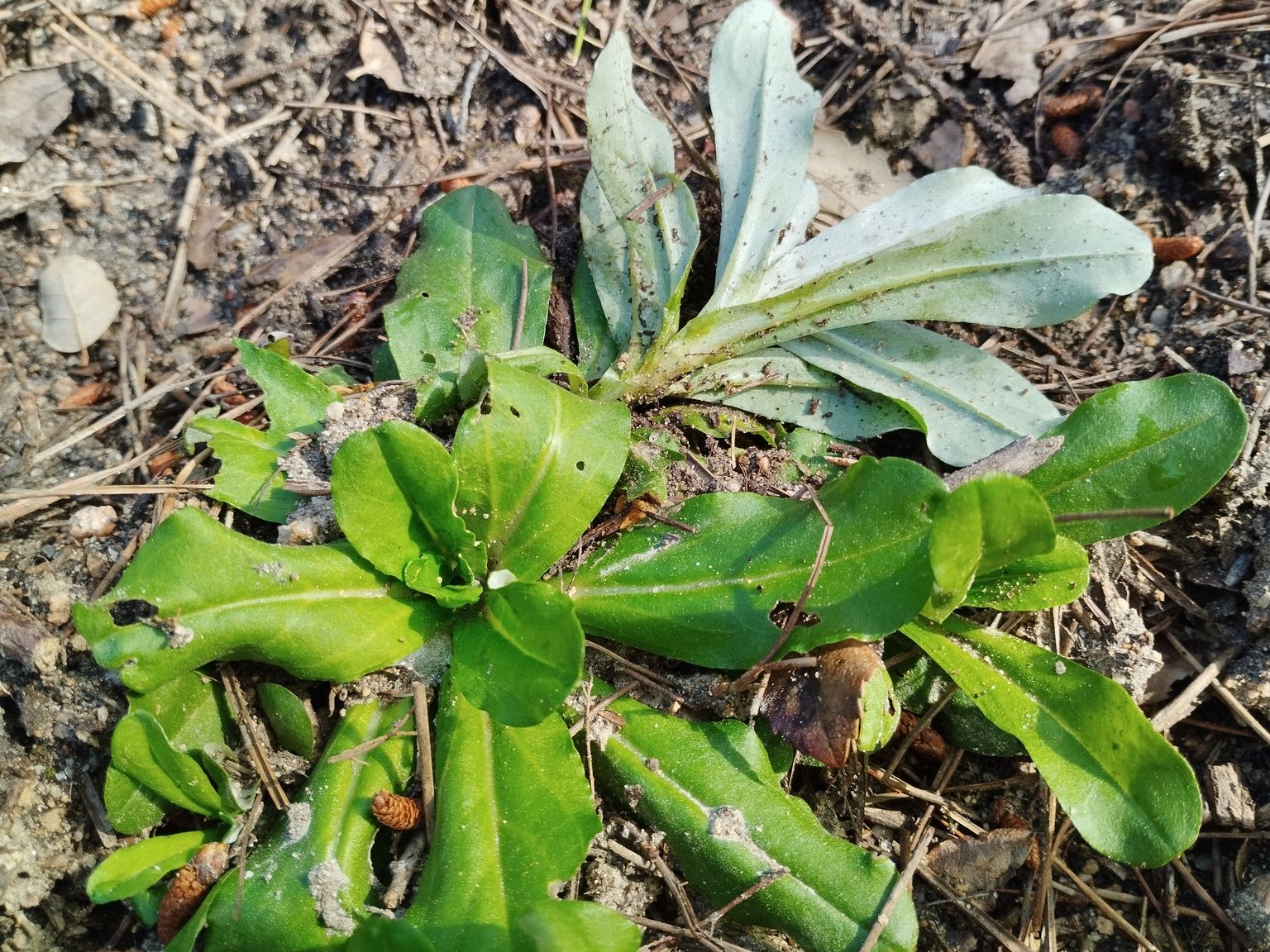 Gamochaeta americana