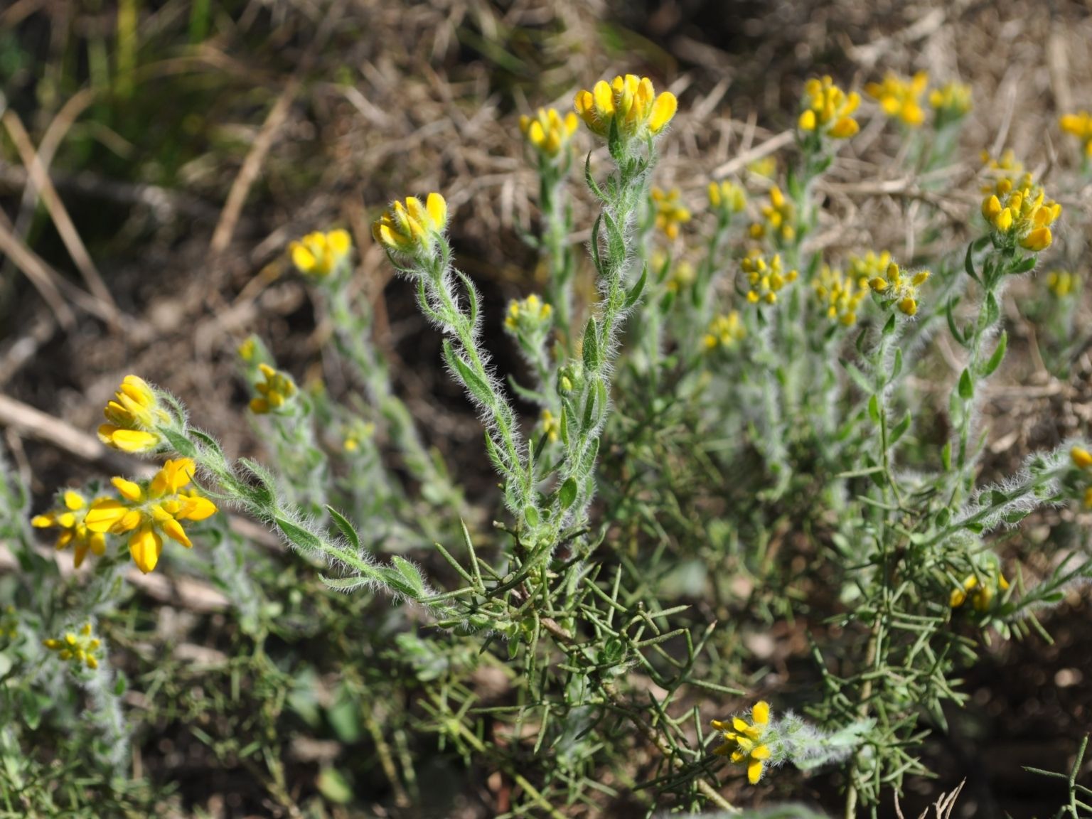 Genista hispanica hispanica