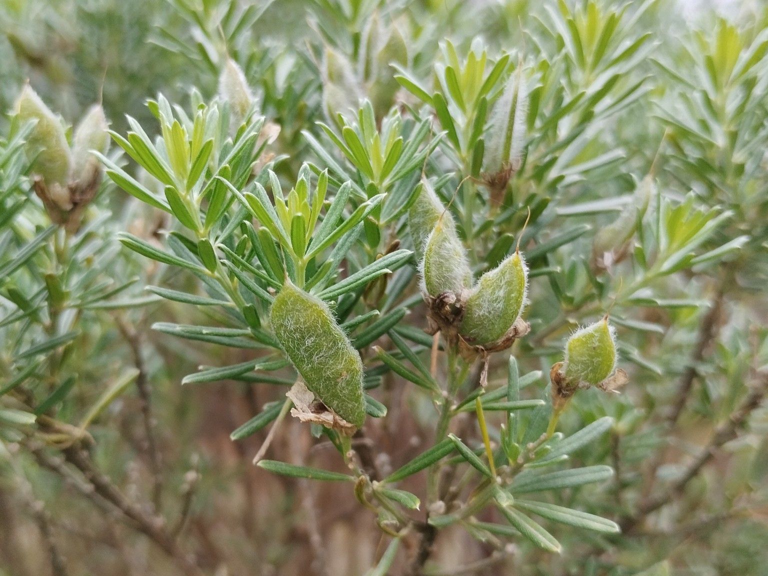 Genista linifolia linifolia