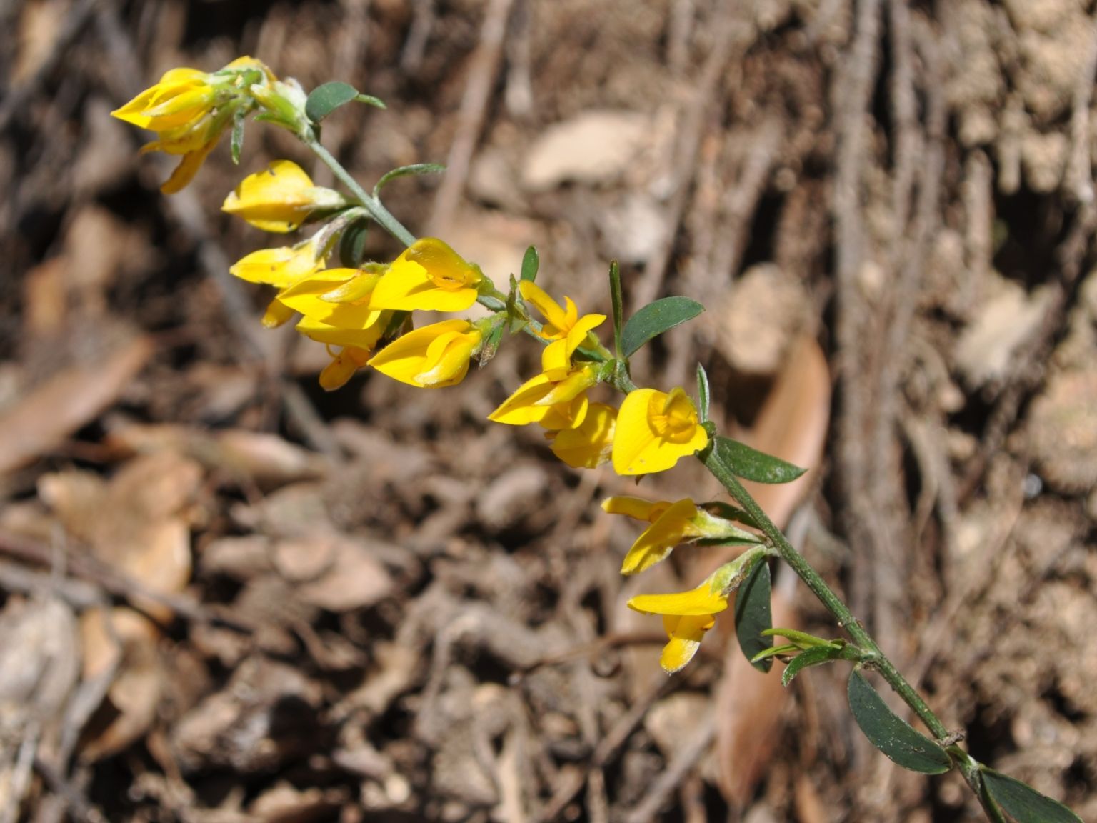 Genista pilosa