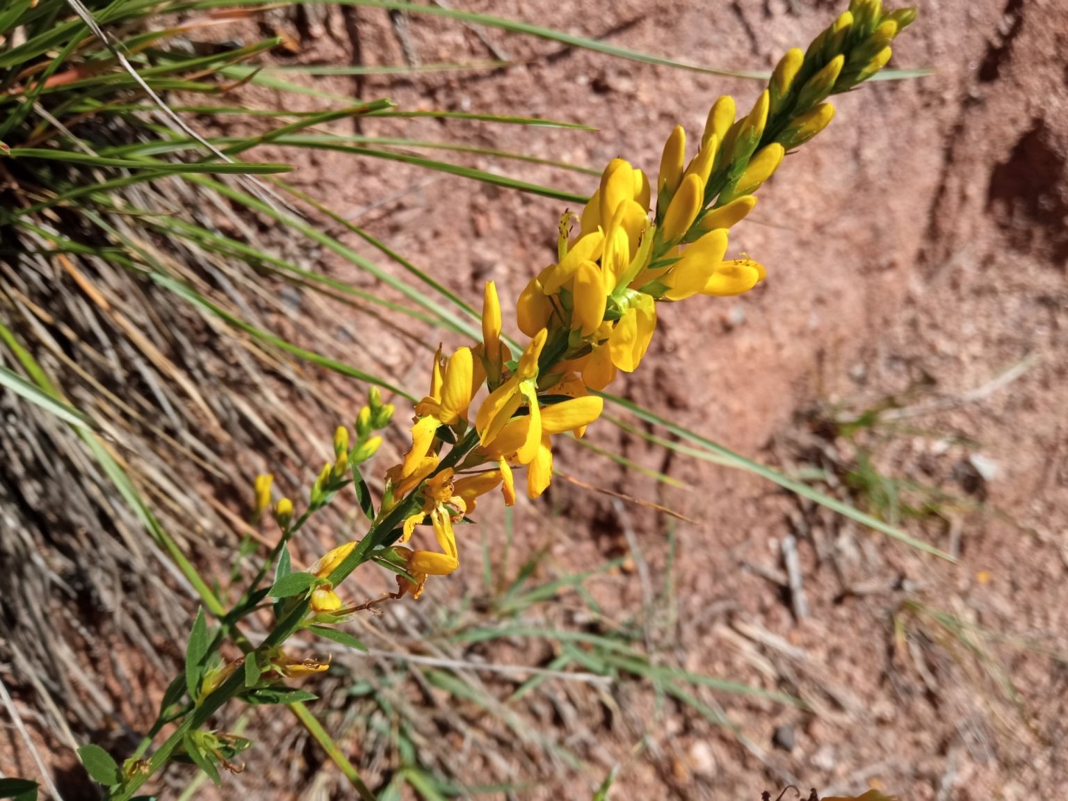Genista tinctoria