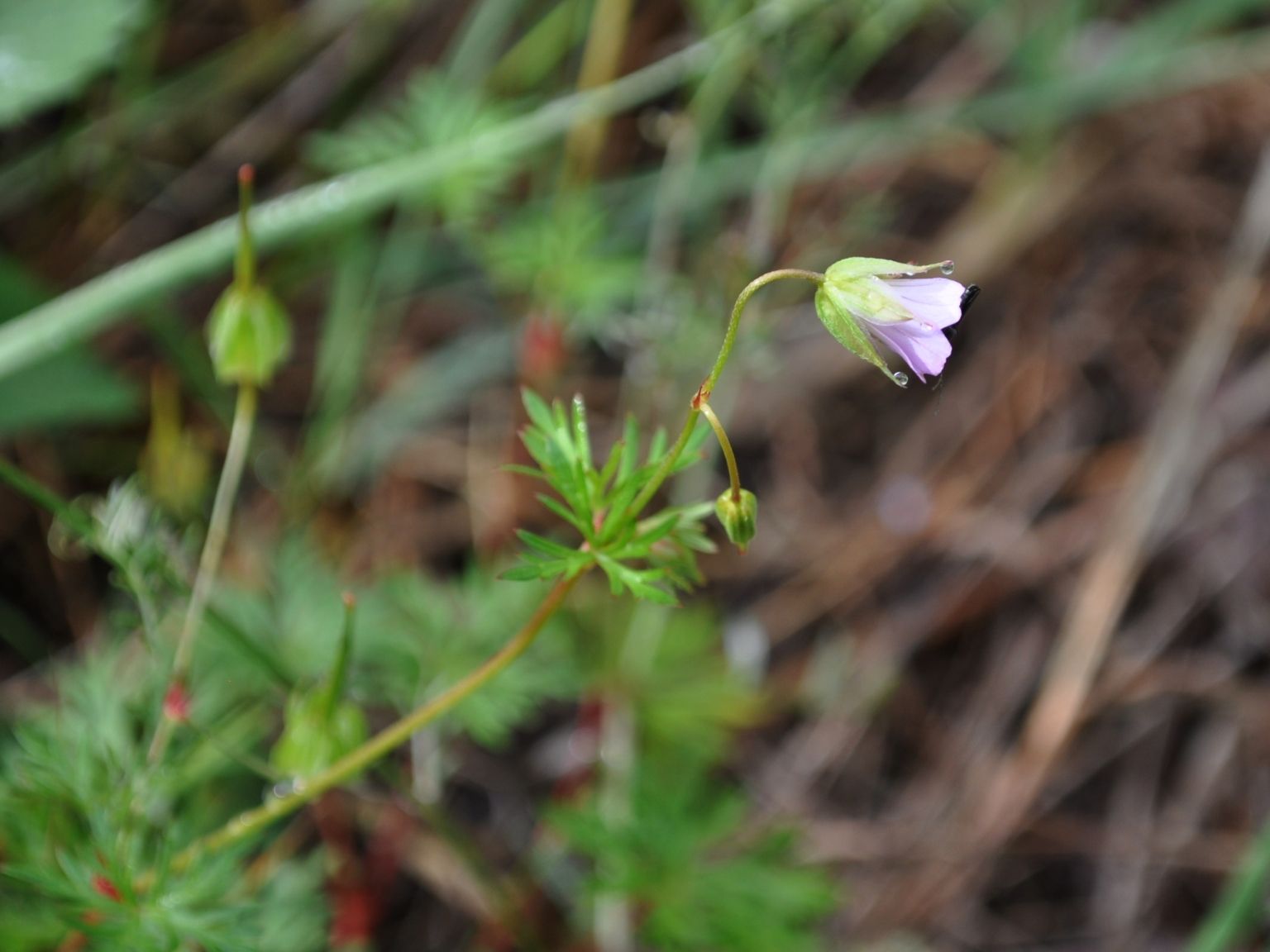 Geranium columbinum