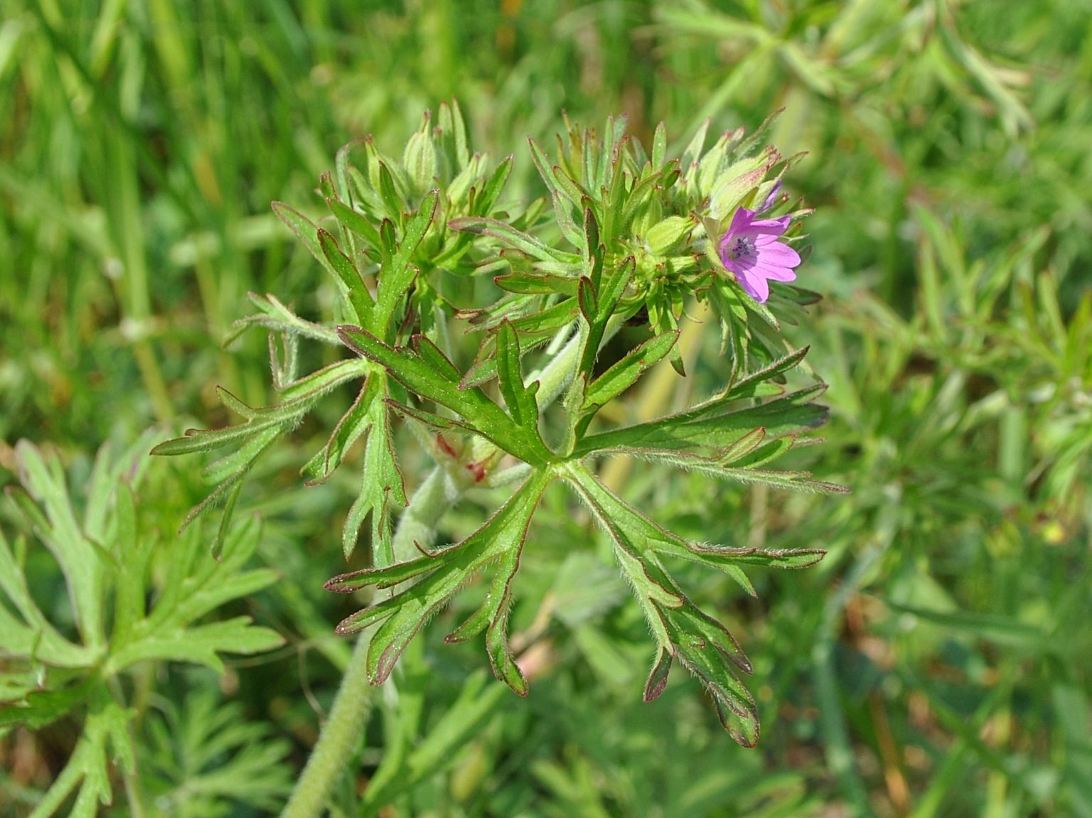 Geranium dissectum